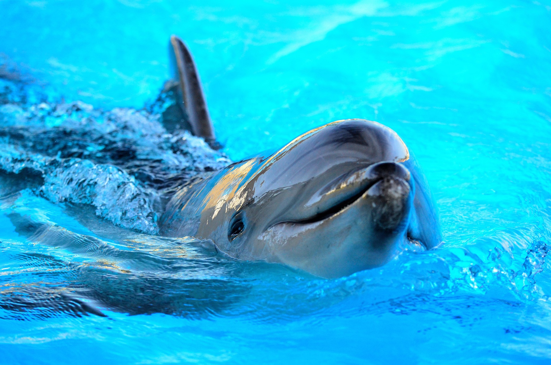 dolphin-ga9c425258_1920